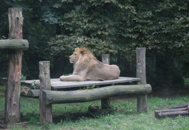 Ahşap orman içinde yatan aslan 