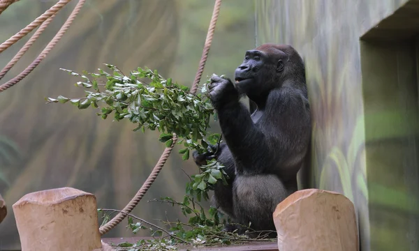 Gorilla spiser blade - Stock-foto