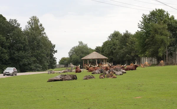 African wild cattle and zebras  in safari — Stock Photo, Image