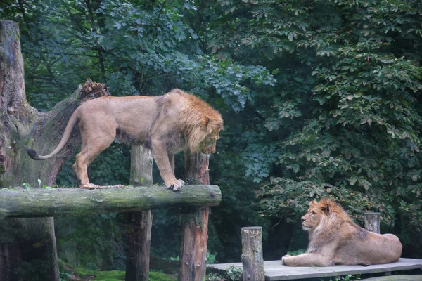 森の木に 2 頭のライオン — ストック写真