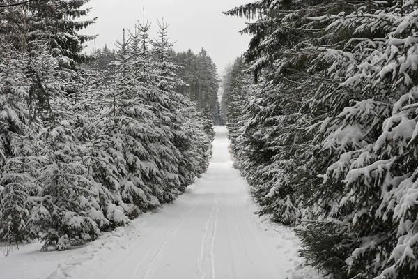 Winter landscape, ski track in forest — Stock Photo, Image