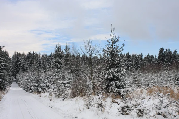 Paesaggio invernale, pista da sci nel bosco — Foto Stock