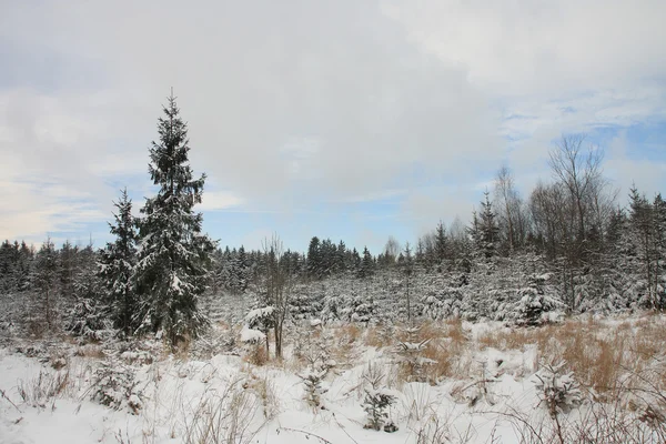Winterlandschaft, Wald und wolkenverhangener Himmel — Stockfoto