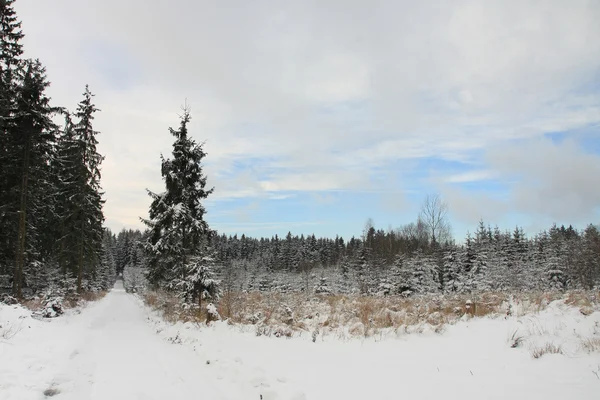 Winter landscape, ski track in forest — Stock Photo, Image