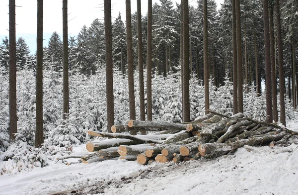 Mucchio di legno nella foresta — Foto Stock