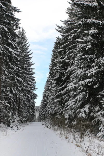 Winter landscape, ski track in forest — Stock Photo, Image