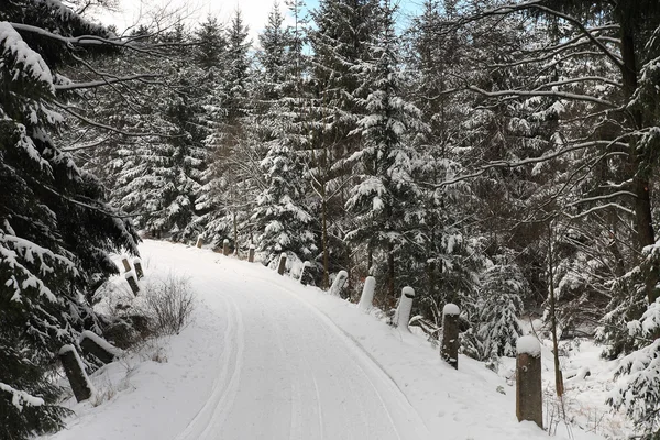 Winter landscape, ski track in forest — Stock Photo, Image
