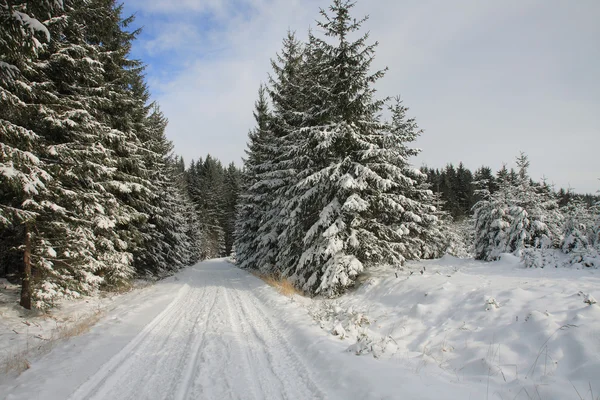 Paesaggio invernale, pista da sci nel bosco — Foto Stock