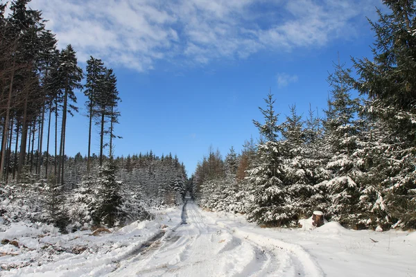 Paesaggio invernale, pista da sci nel bosco — Foto Stock