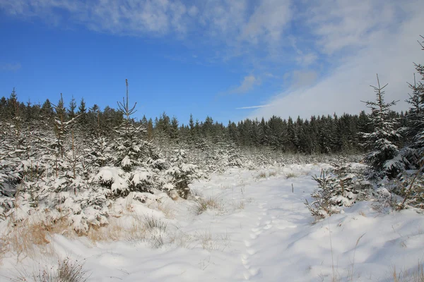 Paesaggio invernale, foresta e cielo nuvoloso — Foto Stock