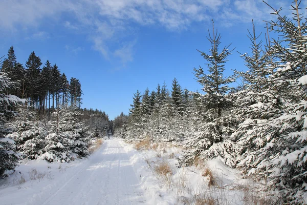 Paesaggio invernale, pista da sci nel bosco — Foto Stock