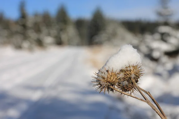 Frozen flower in december sun morning — Stock Photo, Image