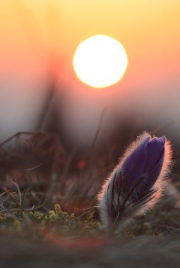 Spring flower Pasqueflower- Pulsatilla grandis,sunrise  clipart