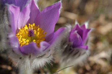 Yakın çekim bahar çiçek Pasqueflower - Pulsatilla grandis, karpel 