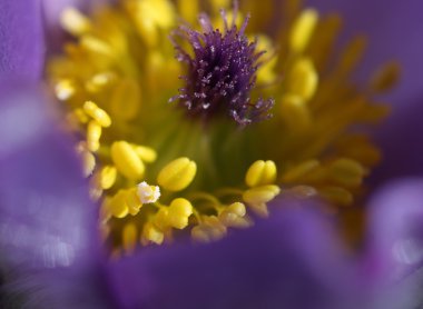 Yakın çekim bahar çiçek Pasqueflower - Pulsatilla grandis, karpel 