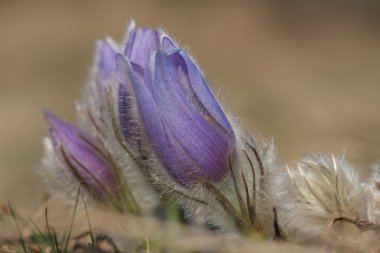 Bahar çiçek çayır üzerinde Pasqueflower - Pulsatilla grandis 