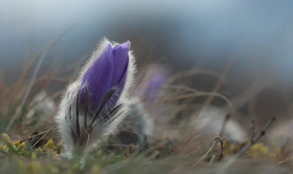 Vårblomma Pasqueflower - Pulsatilla grandis, en stund innan — Stockfoto