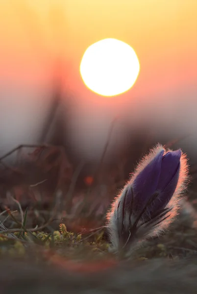 Spring flower Pasqueflower- Pulsatilla grandis,sunrise — Stock Photo, Image