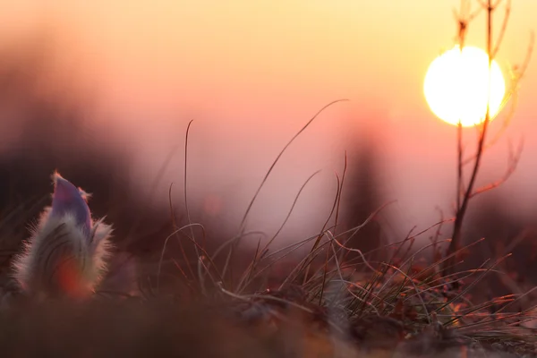 Spring flower Pasqueflower- Pulsatilla grandis,sunrise time — Stock Photo, Image