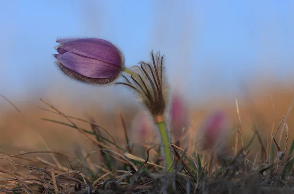 Voorjaar bloem Pasqueflower - Pulsatilla grandis — Stockfoto