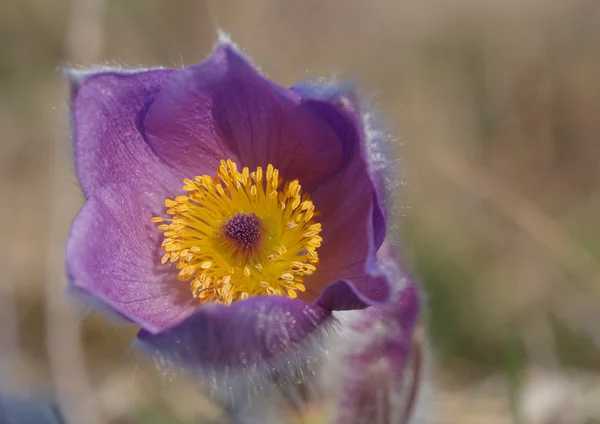 Close-up spring flower Pasqueflower- Pulsatilla grandis, carpel — Stock Photo, Image