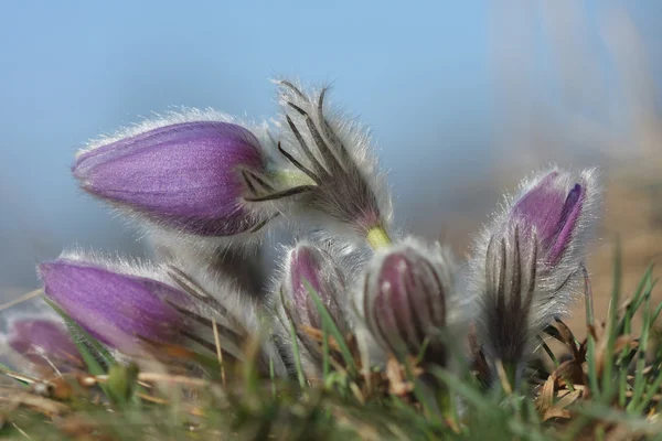 Vårblomma Pasqueflower - Pulsatilla grandis — Stockfoto