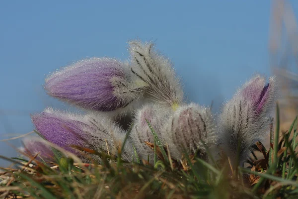Voorjaar bloem Pasqueflower - Pulsatilla grandis — Stockfoto