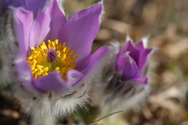 Close-up voorjaar bloem Pasqueflower - Pulsatilla grandis, carpel — Stockfoto
