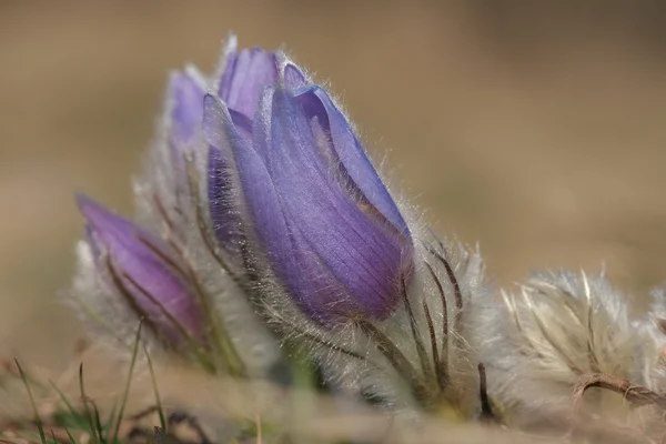 Voorjaar bloem Pasqueflower - Pulsatilla grandis op weide — Stockfoto