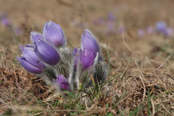 Άνοιξη λουλούδι Pasqueflower - Pulsatilla grandis — Φωτογραφία Αρχείου