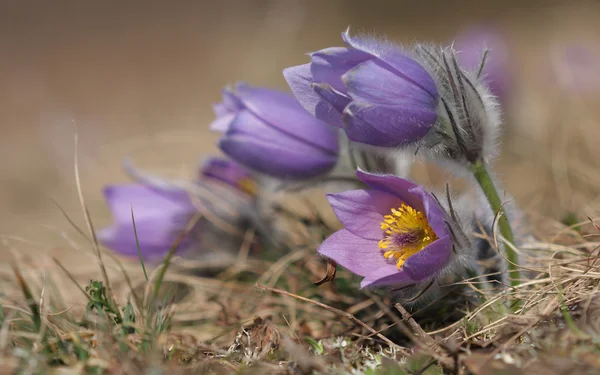 Vårblomma Pasqueflower - Pulsatilla grandis på äng — Stockfoto