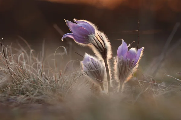 Flor de primavera Pasqueflower- Pulsatilla grandis a la hora del sol —  Fotos de Stock
