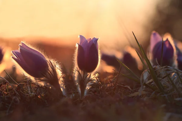 Flor de primavera Pasqueflower- Pulsatilla grandis al atardecer —  Fotos de Stock