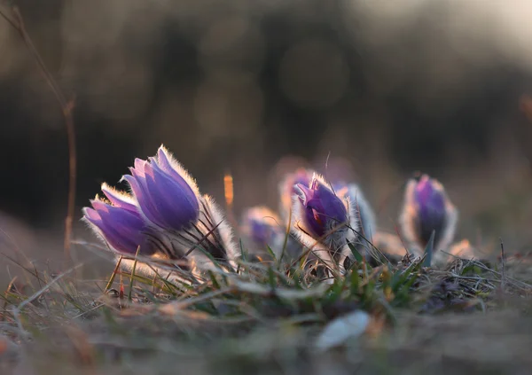 Flor de primavera Pasqueflower- Pulsatilla grandis al atardecer —  Fotos de Stock