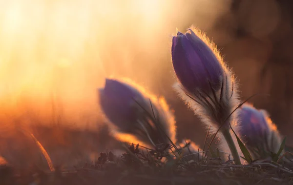 Άνοιξη λουλούδι Pasqueflower - Pulsatilla grandis στο ηλιοβασίλεμα — Φωτογραφία Αρχείου