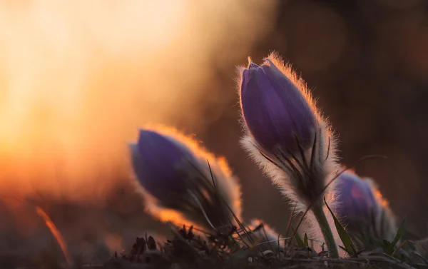 Άνοιξη λουλούδι Pasqueflower - Pulsatilla grandis στο ηλιοβασίλεμα — Φωτογραφία Αρχείου