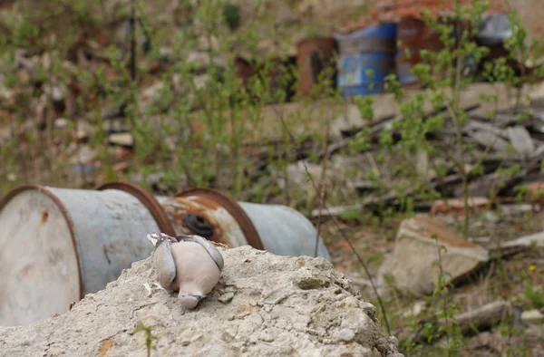 Dode vogel collared duif liggen voor een vat van giftig chemisch afval. — Stockfoto