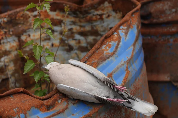 Colomba collare uccello morto sdraiato su un barile di wa chimica tossica — Foto Stock