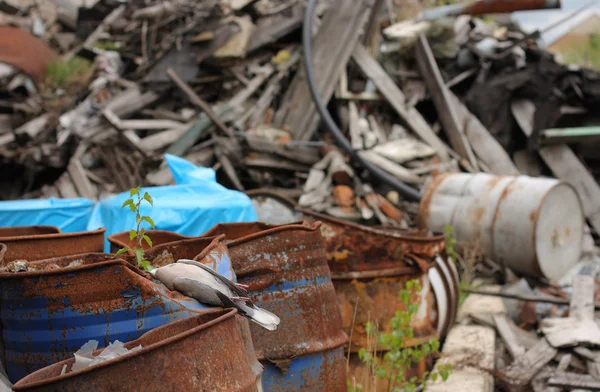 Dode vogel collared duif liggend op een vat van giftig chemisch afval. — Stockfoto