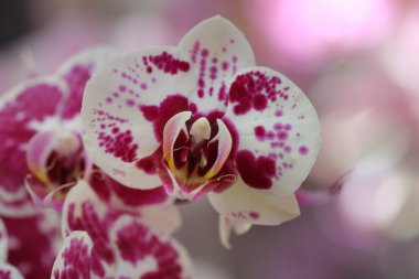 Çiçek, mor orkide, phalaenopsis arka plan bulanık ile.
