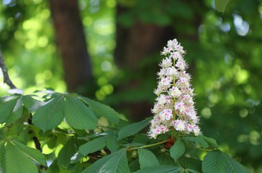 Güneşli bir gün parkta kestane çiçek 