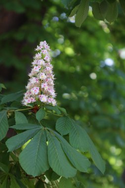 Güneşli bir gün parkta kestane çiçek 