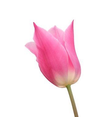 Pembe Lale, beyaz arka plan üzerinde izole bahar çiçeği  