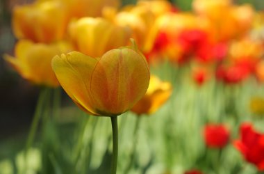 Lale bulanık arka plan bahar çiçekleri  