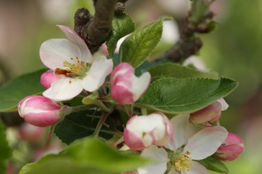 Elma ağacı ağaç çiçek-bahar çiçekleri