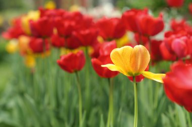 Lale bulanık arka plan bahar çiçekleri  