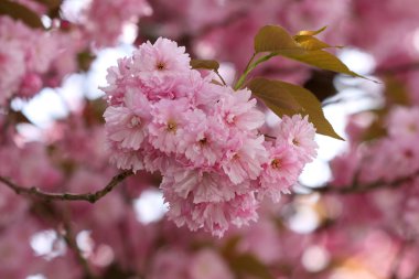Çiçekler Japon Sakura kiraz (Prunus serrulata)