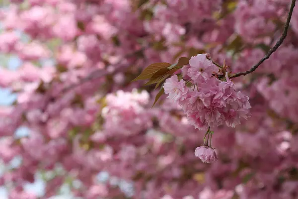 Blüten der japanischen Sakura-Kirsche (prunus serrulata)) — Stockfoto