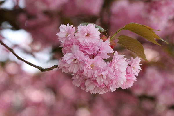 Flores de Sakura Cherry japonés (Prunus serrulata ) —  Fotos de Stock