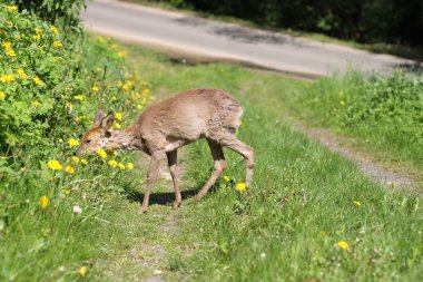 Hasta genç Karaca (Capreolus capreolus) 